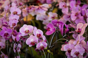 افتتاح بیستمین نمایشگاه گل و گیاه با حضور شهردار تهران