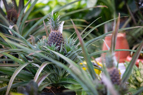 افتتاح بیستمین نمایشگاه گل و گیاه با حضور شهردار تهران