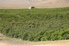 گلاب گیری در قمصر کاشان