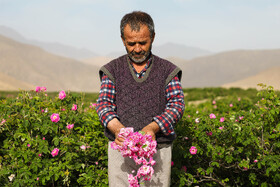 گلاب گیری در قمصر کاشان