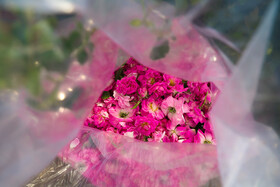 گلاب گیری در قمصر کاشان