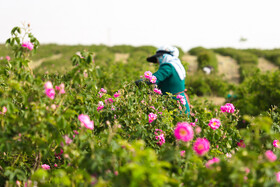 گلاب گیری در قمصر کاشان