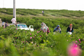 گلاب گیری در قمصر کاشان