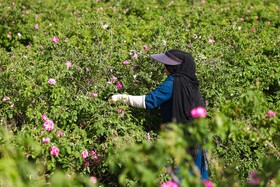 گلاب گیری در قمصر کاشان
