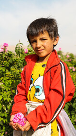 گلاب گیری در قمصر کاشان