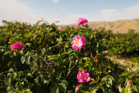 گلاب گیری در قمصر کاشان