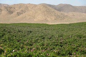 گلاب گیری در قمصر کاشان