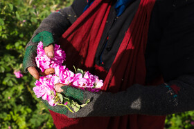 گلاب گیری در قمصر کاشان