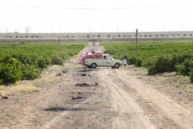 گلاب گیری در قمصر کاشان