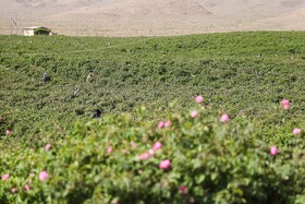 گلاب گیری در قمصر کاشان