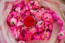 گلاب گیری در قمصر کاشان