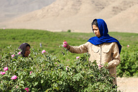 گلاب گیری در قمصر کاشان