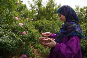پیش‌بینی تولید ۹۳ تن گلبرگ گل‌محمدی در قزوین