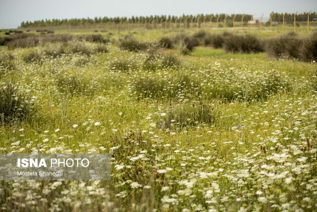 آینده سبز در گرو مدیریت خردمندانه مراتع