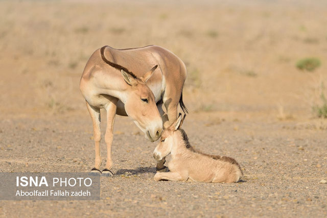 عکس تزئینی ست افزایش گورهای کویر به ۴۳ راس