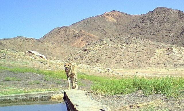 لایروبی و ضدعفونی آبشخورهای پارک ملی توران 