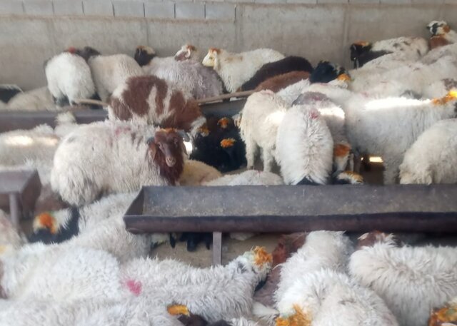 کشف محموله بزرگ دام به ظن قاچاق در شیراز