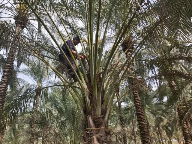 گرده‌افشانی ۴۲ هزار هکتار از اراضی نخیلات در فارس 