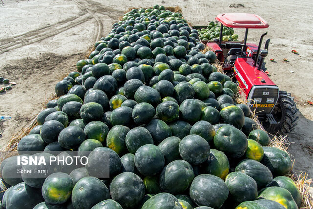 تولید ۸ هزار تن هندوانه در اراضی شهرستان فراشبند تولید ۸ هزار تن هندوانه در اراضی شهرستان فراشبند