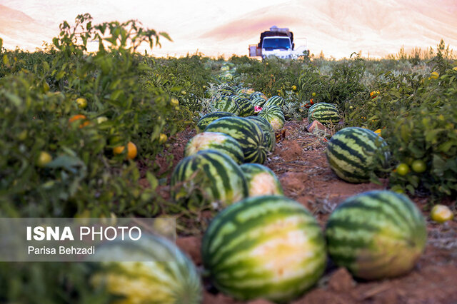 رد ادعاها درباره هندوانه صادراتی ایران به روسیه رد ادعاها درباره هندوانه صادراتی ایران به روسیه