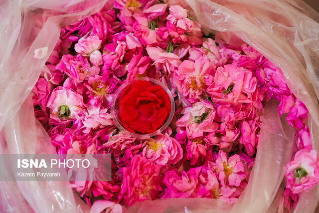 پرونده عربستان در یونسکو ارتباطی با گل محمدی ایران ندارد