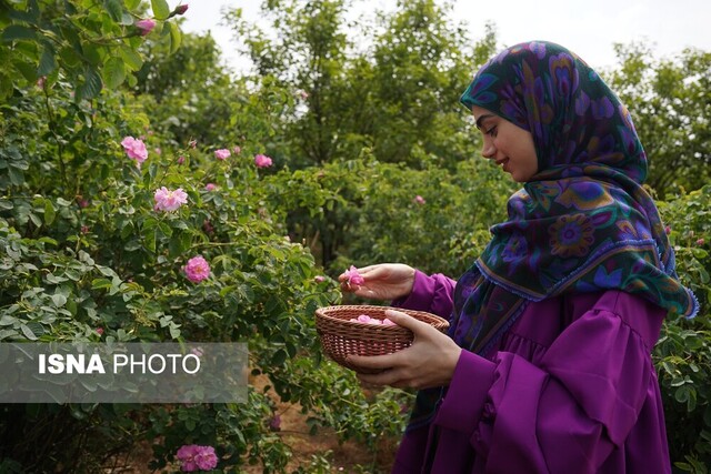 پیش‌بینی تولید ۹۳ تن گلبرگ گل‌محمدی در قزوین