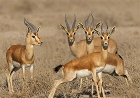 اهمیت حفاظت از آهو و جبیر به عنوان یکی از گونه‌های در معرض خطر در خراسان جنوبی