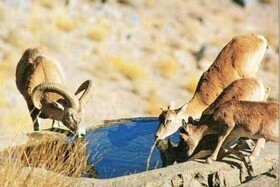ذخیره‌سازی منابع آبی برای تامین آب حیات وحش پارک ملی کویر در ماه‌های گرم سال