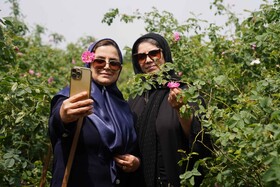 برداشت گل محمدی  در روستای اله رودبار بابل