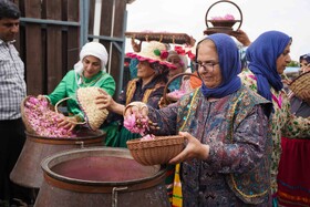 برداشت گل محمدی  در روستای اله رودبار بابل