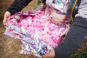 برداشت گل محمدی  در روستای اله رودبار بابل