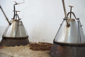 برداشت گل محمدی  در روستای اله رودبار بابل
