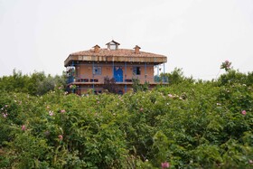 برداشت گل محمدی  در روستای اله رودبار بابل