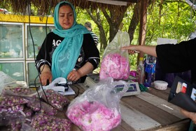 برداشت گل محمدی  در روستای اله رودبار بابل