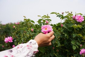 برداشت گل محمدی  در روستای اله رودبار بابل