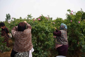 برداشت گل محمدی  در روستای اله رودبار بابل