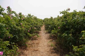 برداشت گل محمدی  در روستای اله رودبار بابل