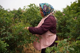 برداشت گل محمدی  در روستای اله رودبار بابل