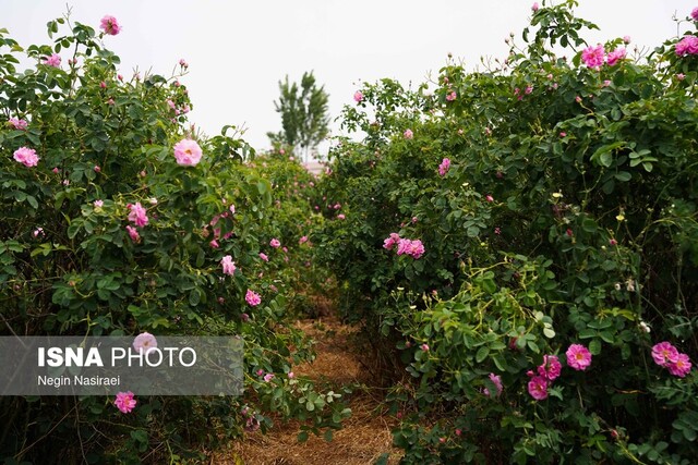  جهش تولید گیاهان دارویی و گل محمدی در آمل