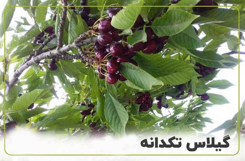 میزان باردهی گیلاس تک دانه