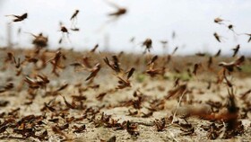 افزایش آلودگی به آفت ملخ کوهاندار در خراسان جنوبی