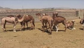 تولید سالانه بیش از ۲۰۰۰ تن گوشت شتر در سیستان و بلوچستان