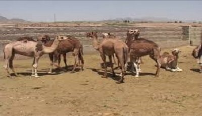 تولید سالانه بیش از ۲۰۰۰ تن گوشت شتر در سیستان و بلوچستان