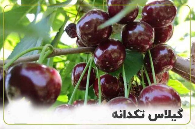 میزان باردهی گیلاس تک دانه