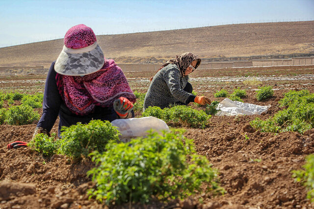 ویدیو/ گذر از بحران بیآبی با کاشت گیاهان دارویی ویدیو/ گذر از بحران بیآبی با کاشت گیاهان دارویی