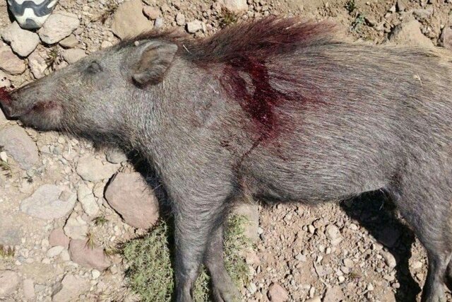 عکس تزئینی است. کشف لاشه و اجزای ۳۸ گراز وحشی در دماوند / فعالیت مرکز زیرزمینی فرآوری گوشت فاش شد