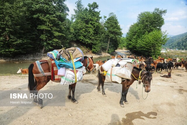 بیش از ۹۵ هزار میلیارد ریال ارزش اقتصادی تولیدات عشایر خراسان رضوی