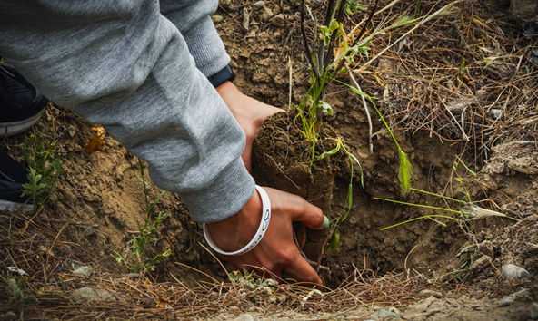 رویشگاه فونیکس با مشارکت مردم احداث شد