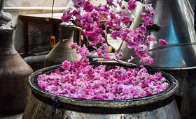 برپایی جشنواره گلاب‌گیری در کرج