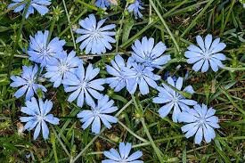 برای کاهش کلسترول، تقویت پوست و تصفیه کبد و خون از کاسنی غافل نشوید